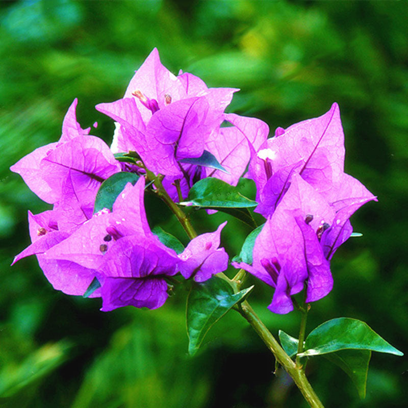 Egrow 100Pcs/Pack Colorful Bougainvillea Flower Seeds Spectabilis Willd Plants Perennial Flower Garden Bonsai Potted Plant