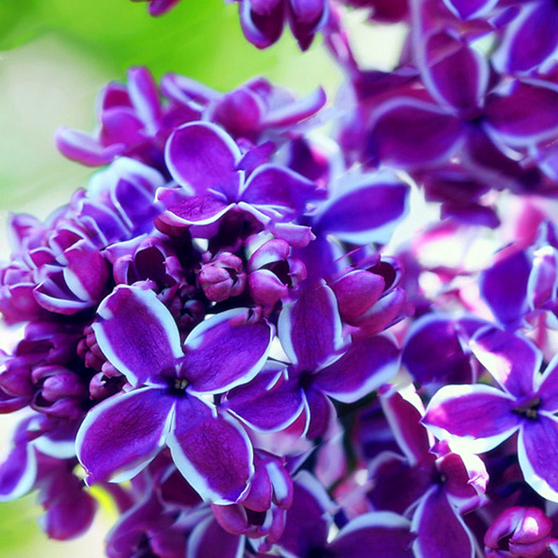 Egrow 100Pcs/Pack Japanese Lilac Clove Seeds Garden Perennial Flowers Aromatic Bonsai Plants Seeds