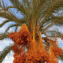 Egrow10Pcs/Bag Rare Medjool Date Seeds Sweet Organic Fruit Seeds Natural Date Palm Tree Seeds