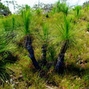 Egrow 100Pcs/Pack Grass Tree Seeds Rare Grass Tree Bonsai Pot Plant For Home And Garden Easy Grow Ornamental Plant