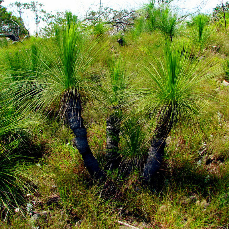 Egrow 100Pcs/Pack Grass Tree Seeds Rare Grass Tree Bonsai Pot Plant For Home And Garden Easy Grow Ornamental Plant