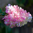 Egrow 50Pcs Vanilla Strawberry Hydrangea Flower Seeds Planting Flower Bonsai Tree Seeds