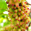 Egrow 50 Pcs/Pack Finger Grape Seed Delicious Potted Fruit Grapes Plant Seeds For Home And Garden