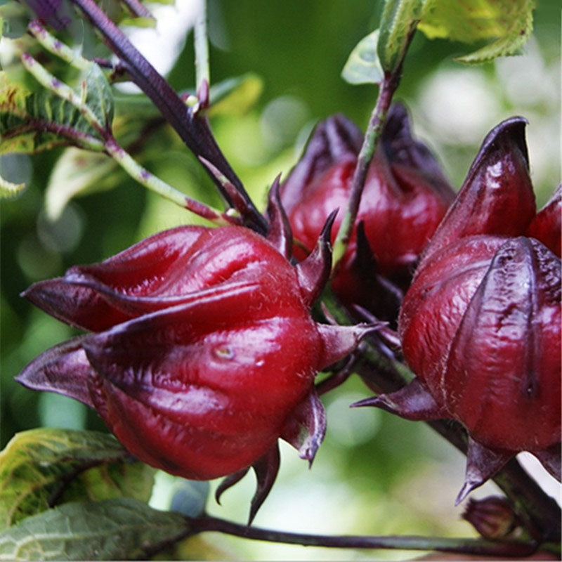Egrow20Pcs/Bag Roselle Seeds Hibiscus Sabdariffa Chinese Herb Flower Bonsai Plant DIY Garden Seeds