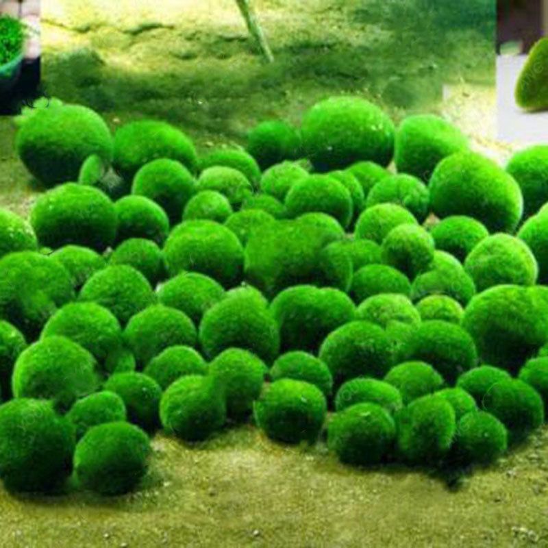 Egrow 200PCS/Pack Aquatic Plants Seeds Mixed Water Grass Plants Aquarium Fish Tank Grass Aquarium Moss Plante