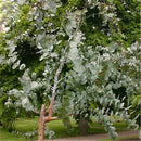 Egrow 30 Pcs/Pack Eucalyptus Seeds Silver Dollar Tree Eucalyptus Cinerea