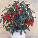Egrow 100Pcs/Pack Pepper Seeds Hot Chilli Pepper Capsicum Vegetable Bonsai Plants for Home And Garden