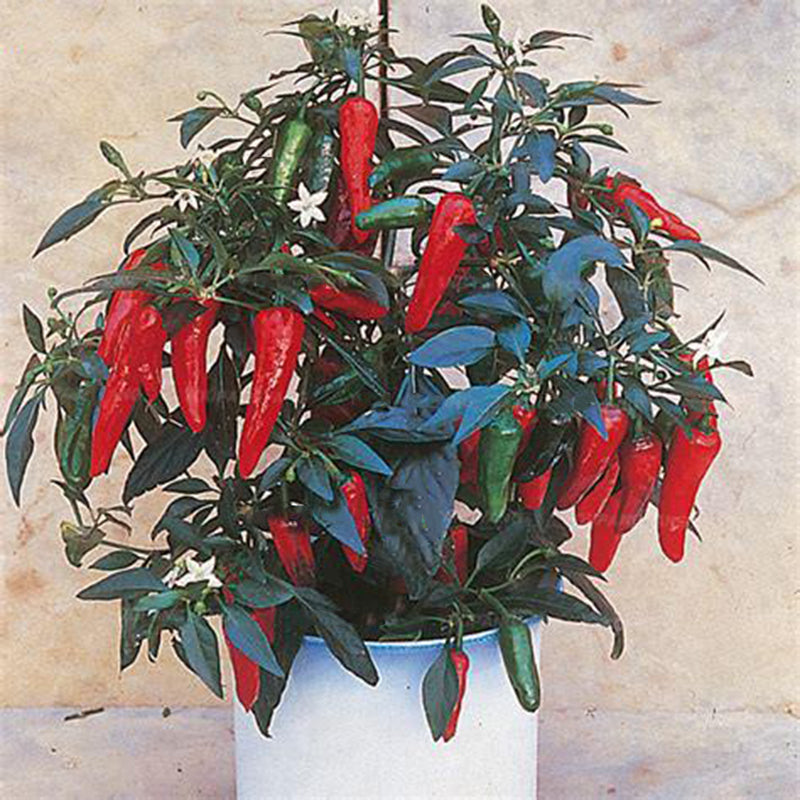 Egrow 100Pcs/Pack Pepper Seeds Hot Chilli Pepper Capsicum Vegetable Bonsai Plants for Home And Garden