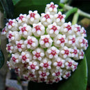 Egrow 20Pcs/Pack Hoya Seeds Potted Seed Hoya Carnosa Flower Seed Garden Plants