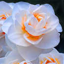 Egrow 100 pcs Daffodil Flower Seeds Aquatic Narcissus Plants Double Petals Indoor Bonsai Plant Seeds