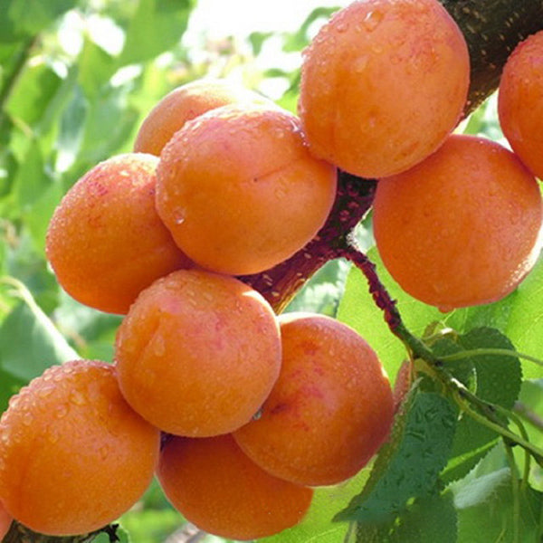 Egrow 2Pcs/Pack Apricot Tree Seeds Garden Orchard Green Plants Edible Fruit Tree Seeds