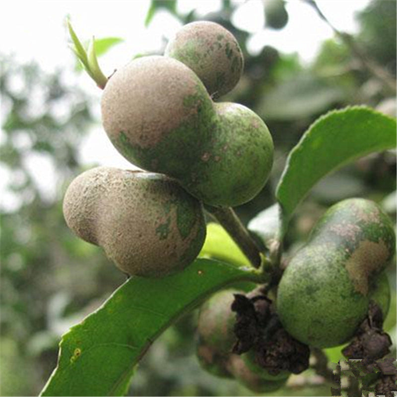 Egrow 30 Pcs/Pack Pu'er Tea Seeds Pu Erh Tea Tree Plant Chinese Pu'er Tea Tree