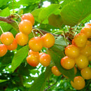 Egrow 20Pcs/Bag Yellow Cherry Seeds Balcony Garden Bonsai Potted Plant Seeds Cherry Fruits Seeds