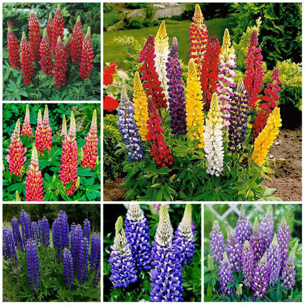 Egrow 100pcs Mix Color Lupine Bonsai Plants Seeds Annual Succulent Groundcover Flower Bonsais Potted Planting For Home Garden