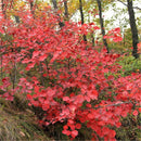 Egrow 30 Pcs/Pack Cotinus Seeds Cotinus Tree Semente Plant Cotinus Coggygria