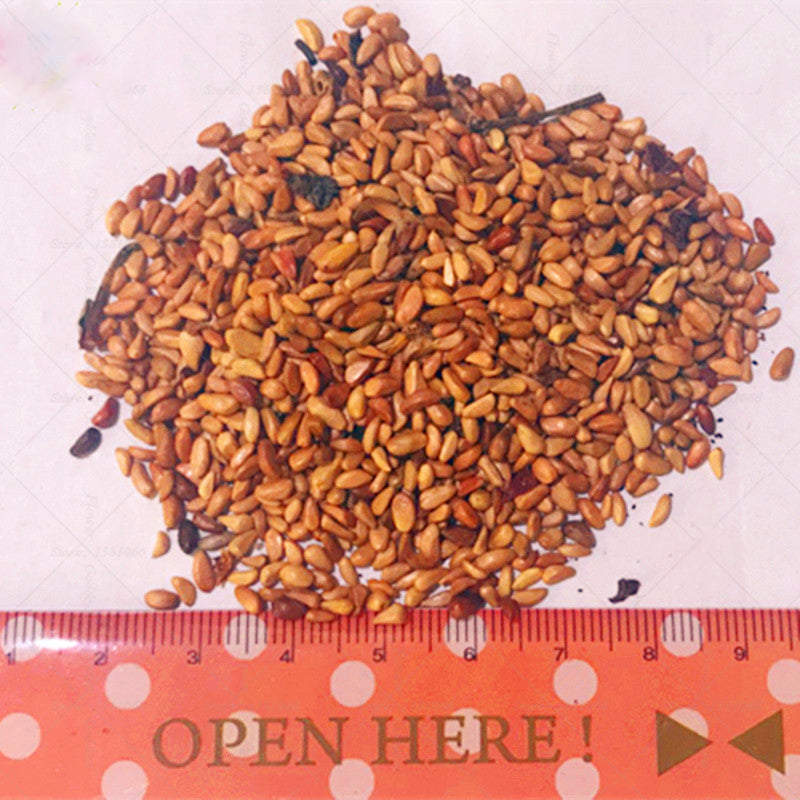 Egrow 100Pcs Black Rose Seeds Flower With Red Edge Rare Rose Garden Bonsai Seeds