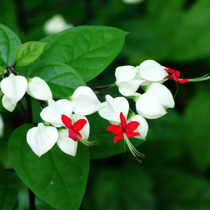 Egrow 20Pcs Clerodendrum thomsonae Balf Seeds Rare Flower Garden Bonsai Seeds