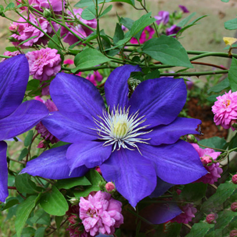 Egrow 100Pcs/pack Clematis Seeds Beautiful Climbing Plant Flower Seeds Bonsai Pot Perennial Flowers