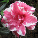 Egrow 10Pcs Adenium Obesum Seeds Balcony Flowers Rainbow Desert Rose Seeds