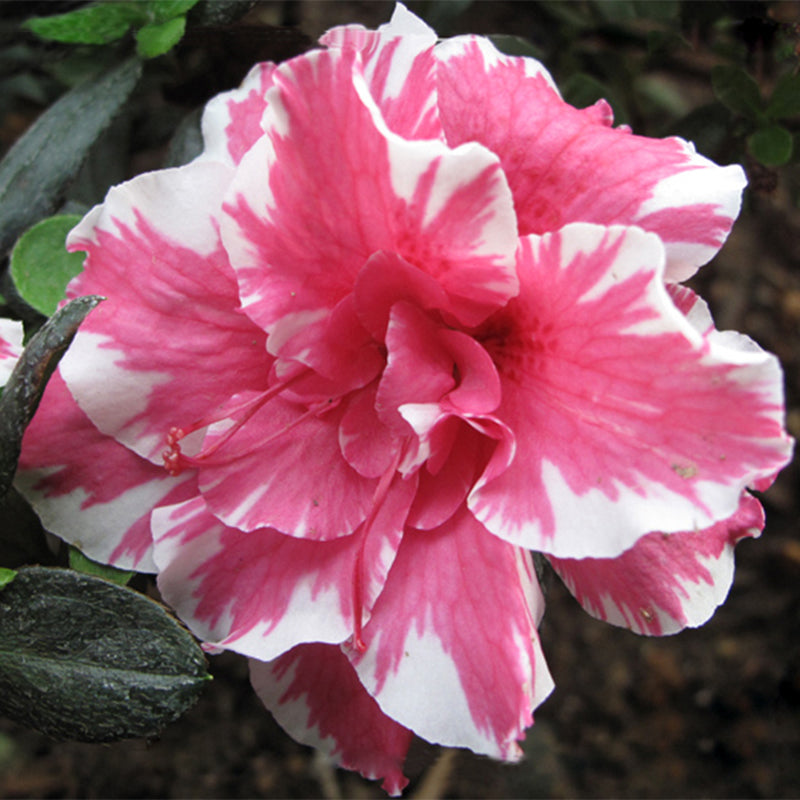 Egrow 10Pcs Adenium Obesum Seeds Balcony Flowers Rainbow Desert Rose Seeds