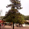 Egrow 60 Pcs/Pack Cryptomeria Fortunei Tree Seeds Cryptomeria Fortunei Tree Plant Cryptomeria Fortunei Arborvitae Grow