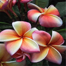 Egrow 100Pcs/Pack Plumeria Seeds Garden DIY Bonsai Hawaiian Frangipani Decorations Flower Seeds