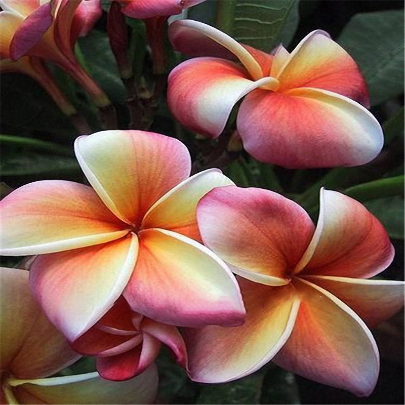 Egrow 100Pcs/Pack Plumeria Seeds Garden DIY Bonsai Hawaiian Frangipani Decorations Flower Seeds
