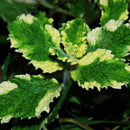 Egrow 200pcs/Bag Mosaic Mint Seeds Vegetable Seeds Balcony Potted Peppermint Aromatic Plant Seeds