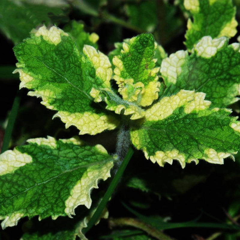 Egrow 200pcs/Bag Mosaic Mint Seeds Vegetable Seeds Balcony Potted Peppermint Aromatic Plant Seeds