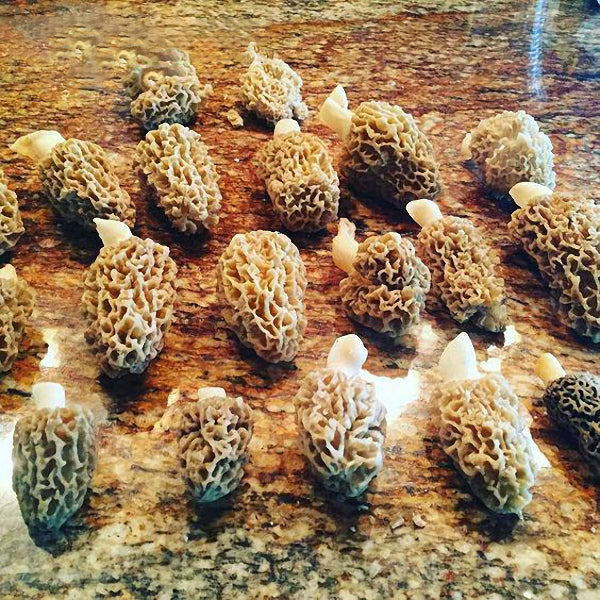 Egrow 100Pcs/Bag Morel Mushroom Strains Seeds Garden Planting Edible Eryngii Vegetable Seeds
