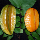 Egrow 50Pcs/Pack Carambola Seeds Garden Sementes Averrhoa Star Fruit Tree Seeds Woody Plants