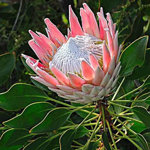 Egrow 50Pcs/Pack Protea Cynaroides Seeds Rare Bonsai Potted Flower Seed Home Garden Plants