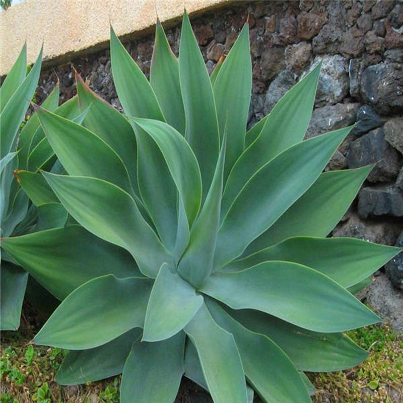 Egrow 100 Pcs/Pack Maguey Seeds Mixed Rare Aloe Agave Bonsai Rare Succulent Plants Agave Potted For Home and Garden Decoration