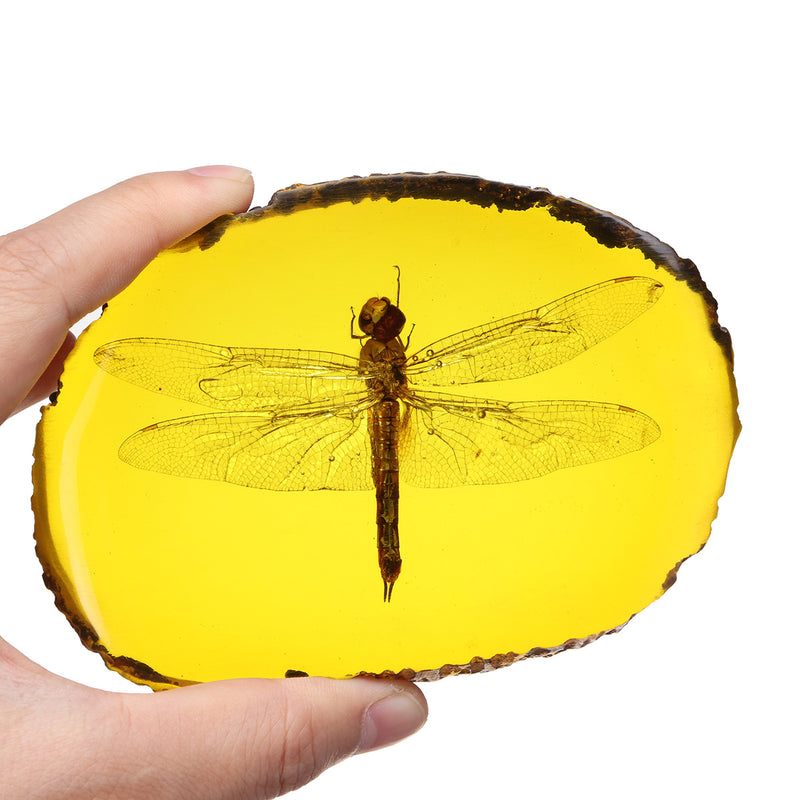 Amber Fossil Insects Dragonfly Manual Polishing Insect Specimens Decorations