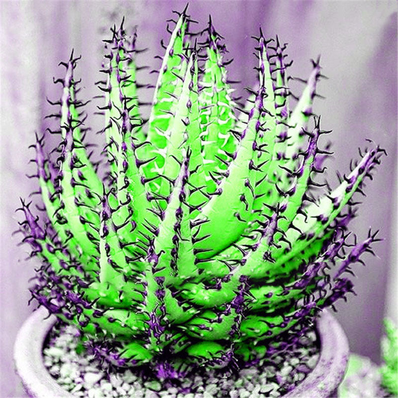 Egrow 100Pcs/Bag Cactus Aloe Seeds Colorful Cactus Rebutia Variety Succulent Flower Potted Seed