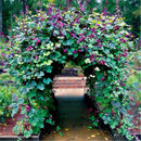 Egrow 100Pcs/Pack  Hyacinth Bean Seeds Hyacinth Bean Vine Plants Beautiful Garden Bonsai Balcony Flower Home Plant Flower Plantas