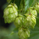 Egrow 100Pc/sPack Hops Seeds Humulus Lupulus Brewing Beer Plant Tea Herb Brew German Magnum