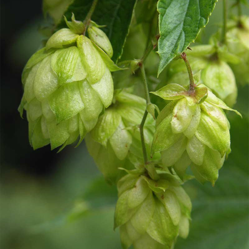 Egrow 100Pc/sPack Hops Seeds Humulus Lupulus Brewing Beer Plant Tea Herb Brew German Magnum