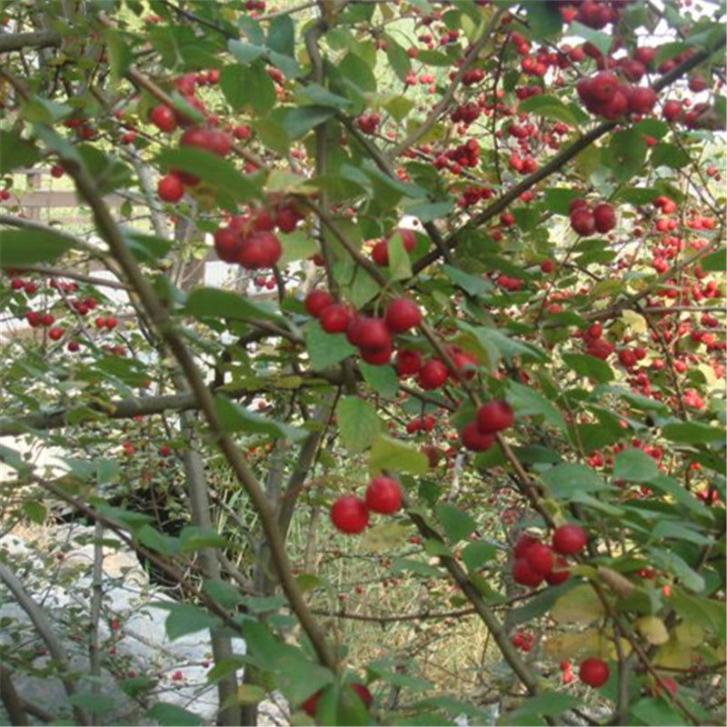 Egrow 20 Pcs/Pack Cotoneaster Seeds Xunzi Tree Plant Cotoneaster Multiflora
