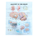 Human Anatomy of the Brain Poster Anatomical Chart Human Body Medical Education