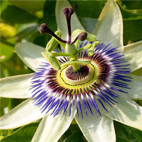Egrow 50Pcs/Pack Passiflora Incarnata Seeds Home Garden Plants Passion Fruit Flower Bonsai Seeds