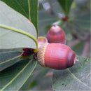 Egrow 100 Pcs/Pack Glauca Seeds Chinese Glauca Tree Cyclobalanopsis Glauca Tree For Nut