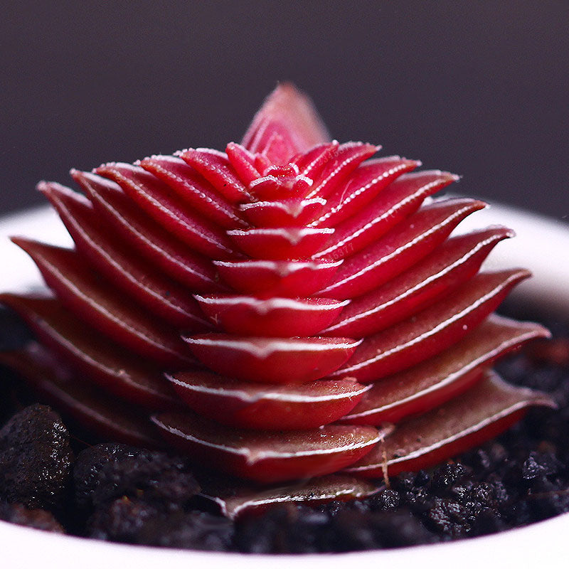 Egrow 100Pcs/Pack Succulent Lithops Plants Seeds Echeveria Succulents Flower Indoor Plant For Home Grden