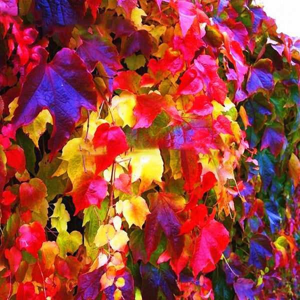 Egrow 100Pcs/Pack Boston Ivy Seeds Garden Climbing Creeper Plants Outdoor Wall Decor Plants