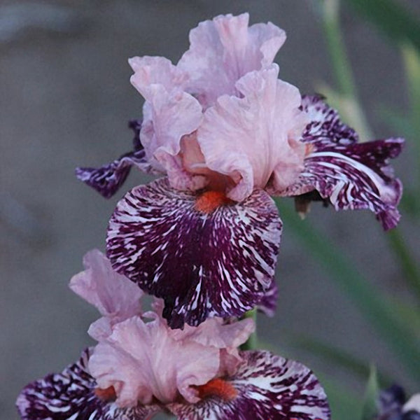 Egrow 50Pcs/Bag Rare Iris Tectorum Seeds Iris Bonsai Flower Seeds Heirloom Iris Tectorum Seeds