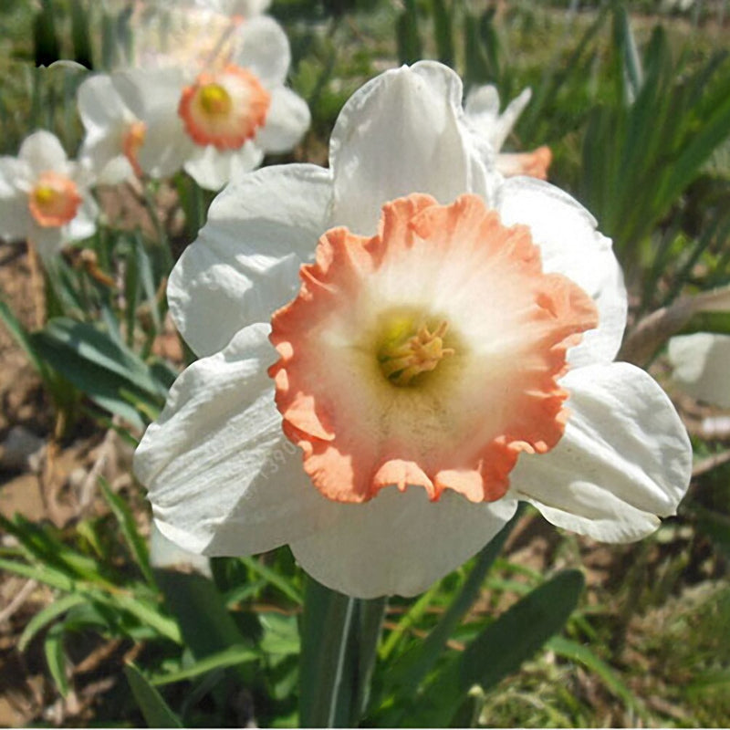 Egrow 100 pcs Daffodil Flower Seeds Aquatic Narcissus Plants Double Petals Indoor Bonsai Plant Seeds