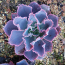 Egrow 100Pcs/Pack Echeveria Succulent Seeds Garden Planting Rare Lithops Plant Bonsai Flower Seed