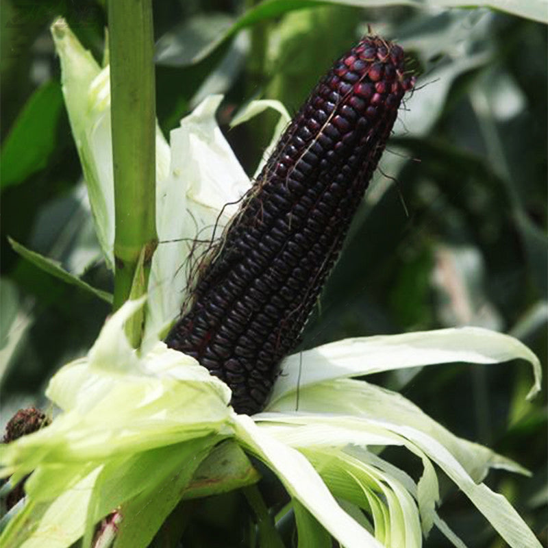 Egrow 30Pcs/Pack Black Waxy Corn Seeds Gardening Farm Vegetable Maize Black Sticky Corn Seeds