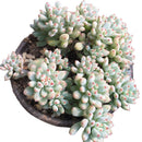 Egrow 100Pcs/Pack Japanese Succulents Seeds Mix Color Home & Garden Bonsai Plants Flower Potted Seed