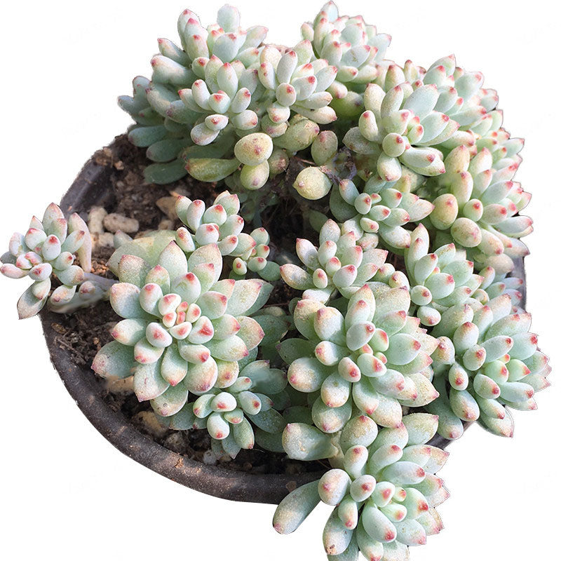 Egrow 100Pcs/Pack Japanese Succulents Seeds Mix Color Home & Garden Bonsai Plants Flower Potted Seed